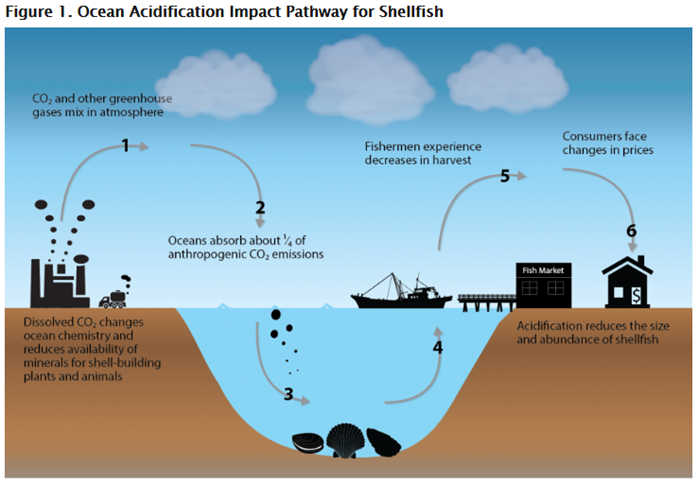 A Rippling Effect Ocean Acidification Food Webs The | Hot Sex Picture