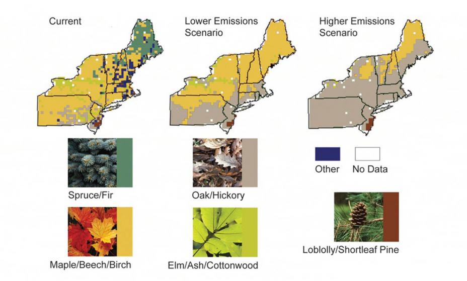 Распределение деревьев на северо-востоке в текущих условиях, сценарий с меньшими выбросами и сценарий с более высокими выбросами. Оба сценария предполагают значительно меньшее разнообразие, чем нынешние условия, с полной потерей елей и пихт.