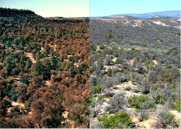 Two side by side photographs of a forested region. The photo on the left shows a combination of green and reddish trees. The photograph on the right shows many leafless grey trees.