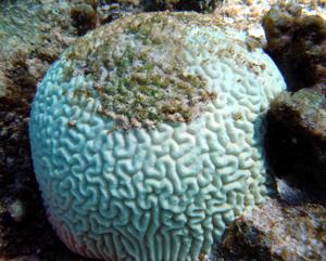 Photograph of very white coral with some green growth on top.