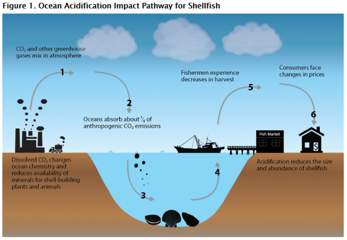 Диаграмма процесса: пути воздействия выбросов углекислого газа на рынок моллюсков