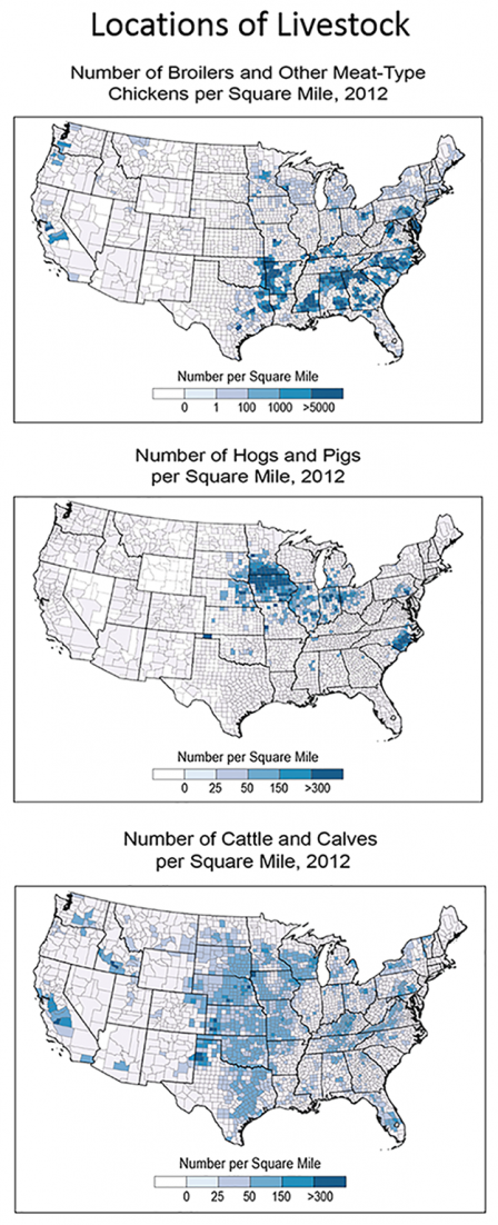 Домашний скот по местоположению в Соединенных Штатах, 2012 г. Куры наиболее распространены на юго-востоке, свиньи и свиньи - на верхнем Среднем Западе, а крупный рогатый скот и телята - на Великих равнинах.